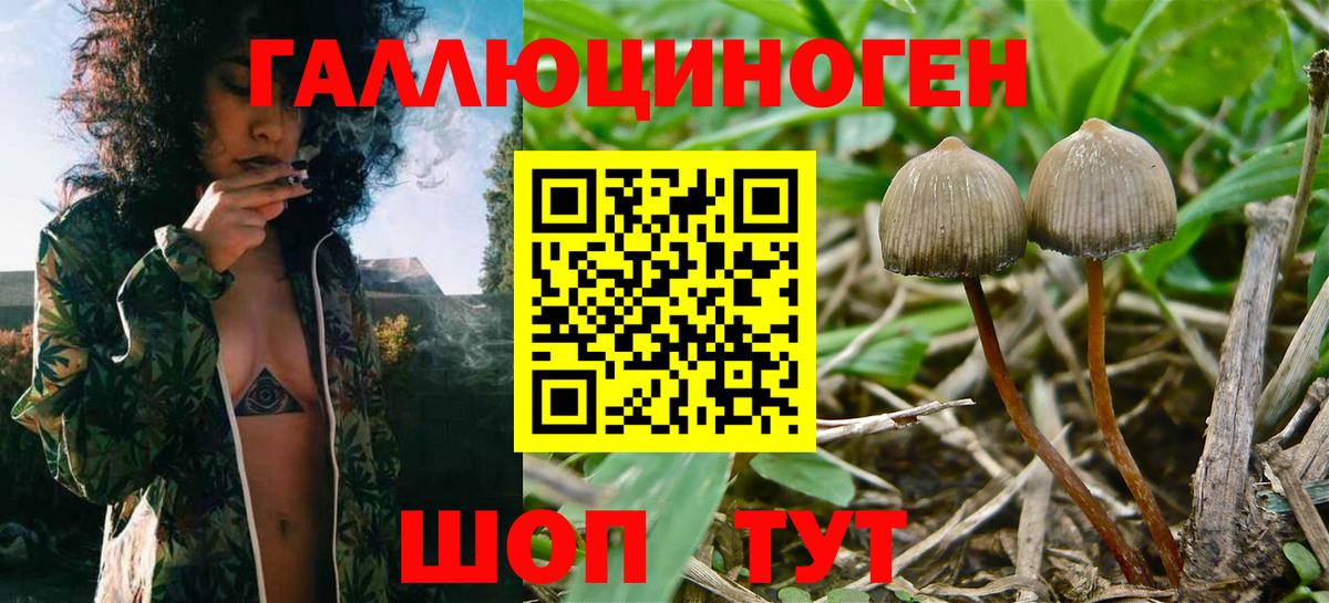 где найти   Воскресенск  Галлюциногенные грибы Magic Shrooms 